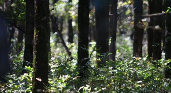 Исполнение законодательства о лесопользовании под контролем Прокуратуры Республики Коми